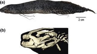 Shape and head skeleton of modern Protopterus fish. (a) Complete... | Download Scientific Diagram