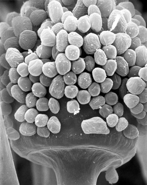 Rhizopus oligosporus Classification, Morphology & Cultivation