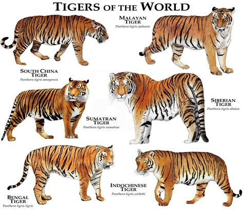 Tigers of the World Poster Print | Etsy in 2022 | Indochinese tiger ...