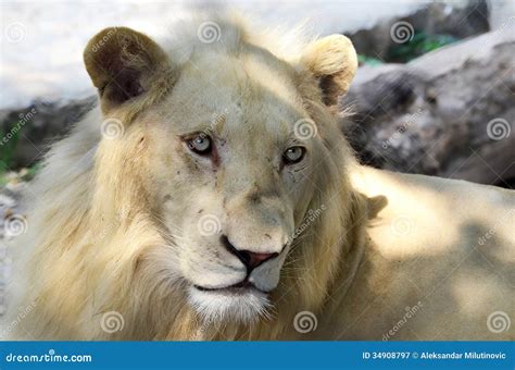 Albino lion stock image. Image of hair, lion, beast, endangered - 34908797