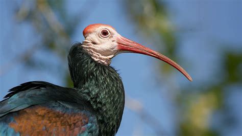 Ibis | San Diego Zoo Animals & Plants