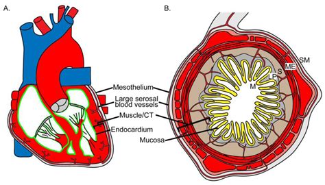 JDB | Free Full-Text | Development of the Serosal Mesothelium | HTML