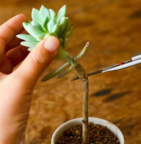 Propagating Succulents From Leaves & Stem Cuttings | UrbanOrganicYield.com