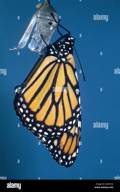 Cocoon hatching hi-res stock photography and images - Alamy