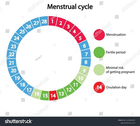 How Long Does Ovulation Last? Determining Your Fertile, 47% OFF