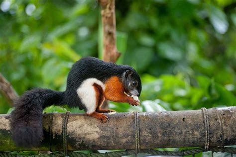 Six cool squirrel species … because it's Squirrel Appreciation Day! | cute-and-cool | Earth ...