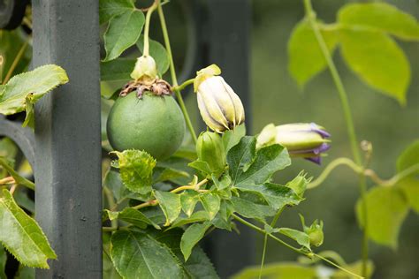 Passionflower: Plant Care & Growing Guide