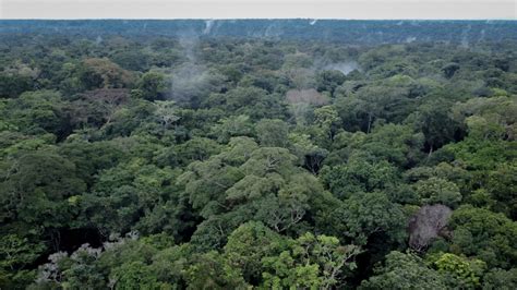 Gabon Summit Promotes Worth of Tropical Rainforests