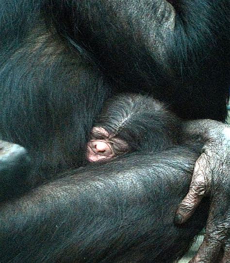 Photos: 36 Adorable Zoo Babies Born in 2011 | Budget Travel