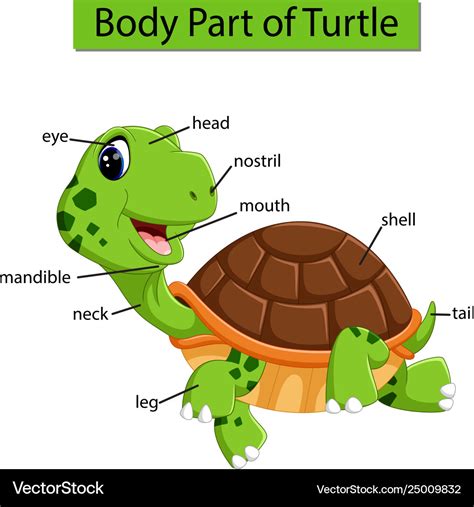 Diagram showing body part turtle Royalty Free Vector Image