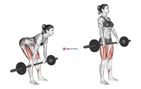 Barbell Romanian Deadlift (female) - Home Gym Review