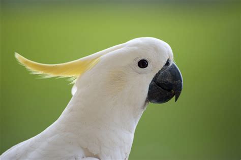 Cockatoo Wallpapers - Wallpaper Cave