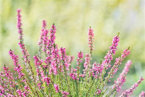 Ultimate Guide to Heather Flower Meaning - Petal Republic