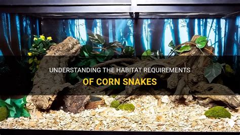 Understanding The Habitat Requirements Of Corn Snakes | PetShun