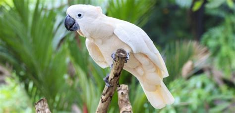 Three Cockatoo Species Listed as Endangered -- Environmental Protection