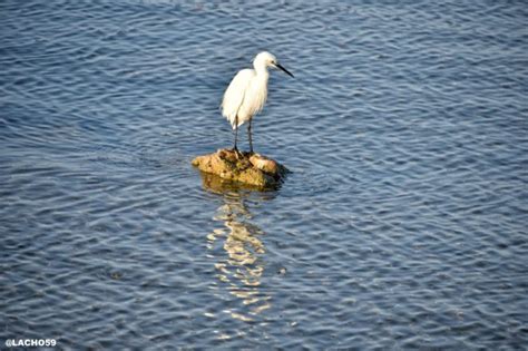 My Photo Series for 16-02-2020 One Day of the Heron's Life - Virily