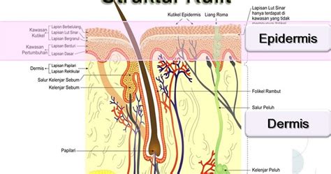 Bagaimana Lapisan Struktur Kulit Manusia? | Belajar Sampai Mati
