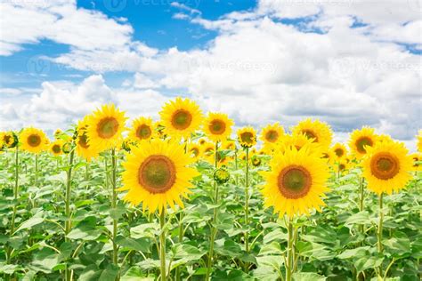 Sunflower field landscape 13464644 Stock Photo at Vecteezy