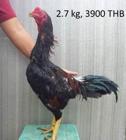 Harga harga ayam bangkok di Thailand jenis ayam birma ~ Ayam Aduan Jenis Ayam Bangkok asli Birma ...