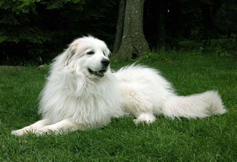 Great Pyrenees - All Big Dog Breeds