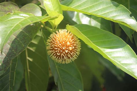 Neolamarckia cadamba (Roxb.) Bosser | Plants of the World Online | Kew ...