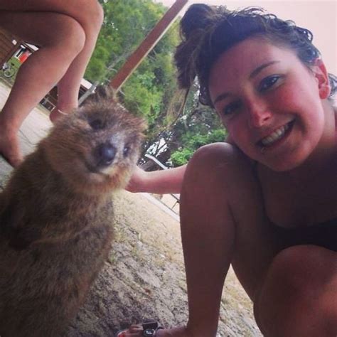 Selfies With Quokkas Is The New Hotness In Australia - Strange Beaver