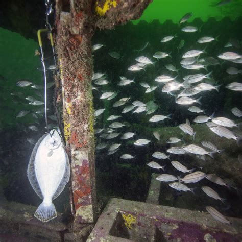 Southern Flounder Habitat