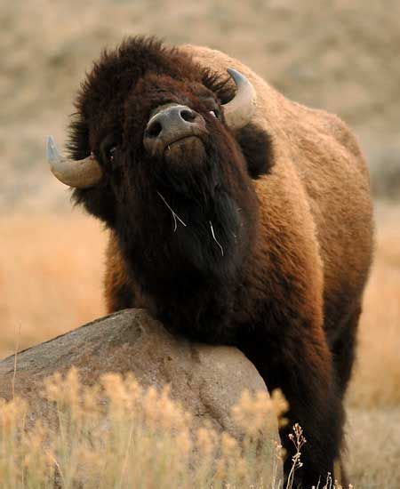 Yellowstone’s Wild Free-Roaming Bison | Howling For Justice | Bison, Majestic animals, Bison art