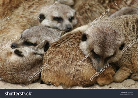 Meerkats Sleeping Stock Photo 3276634 : Shutterstock