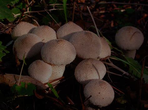 Identifying Puffball Mushrooms