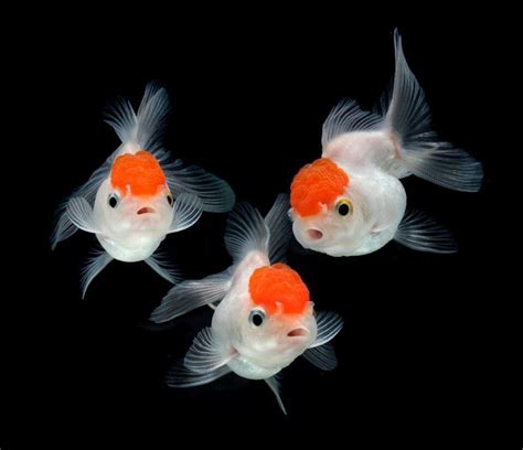 228 best Oranda Goldfish images on Pinterest | Aquarium fish, Oranda goldfish and Aquariums