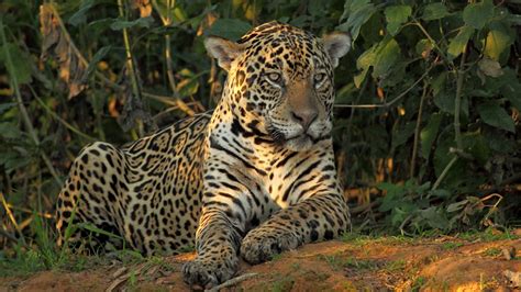 BBC Two - Wild Brazil - Jaguar