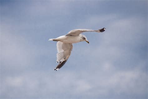 Flying seagull free stock photos download (1,380 Free stock photos) for ...