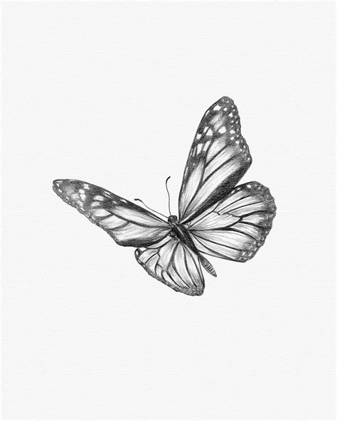 Monarch Butterfly Drawings In Pencil