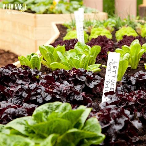 How to Grow Lettuce in Your Home Garden - Attainable Sustainable®