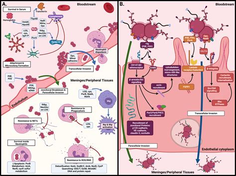 Frontiers | The Host-Pathogen Interactions and Epicellular Lifestyle of Neisseria meningitidis