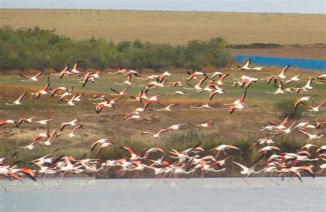 FOTO Imagini spectaculoase cu un stol de flamingo ajuns în Jurilovca/ Sute de păsări au fost ...