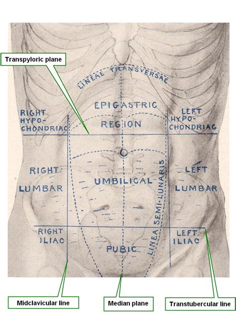 Transtubercular plane