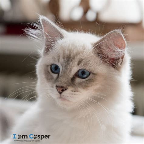 Ragdoll Breed Characteristics and Information | IamCasper | Tabby cat, Ragdoll cat, Ragdoll cat ...