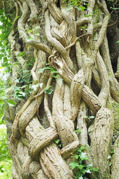 Thick Vines Intertwined Growing Around Old Tree Trunk in Forest Stock Image - Image of ...