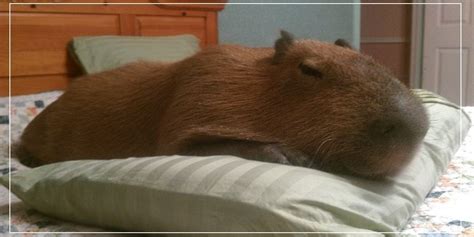 Should Capybaras Sleep On Owner’s Bed? - [Answered]