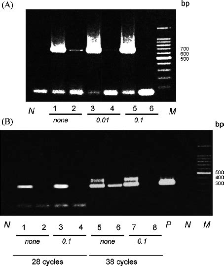 Effect of DNAse-free RNAse A treatment on the detection of specific... | Download Scientific Diagram