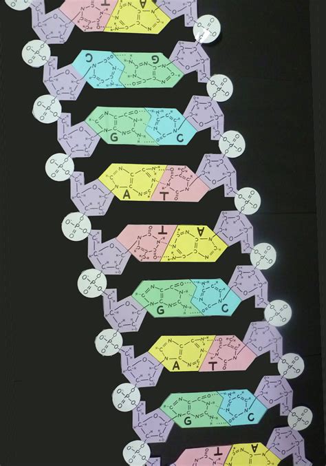 DNA PAPER MODEL to cut and assemble – Ellen McHenry's Basement Workshop