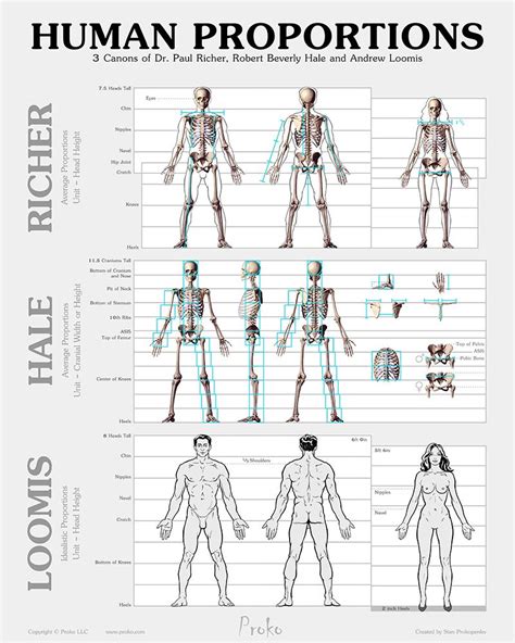 Human anatomy fundamentals basic body proportions – Artofit