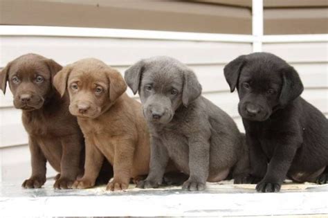 Purebred Designer Puppies For Sale In Mo | Lab puppies, Puppies, Black ...