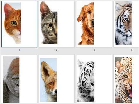 Animal symmetry art lesson | Teaching Resources | Symmetry art, Art ...