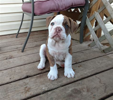 Olde English Bulldogge Puppies For Sale | Willmar, MN #298040