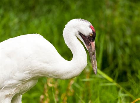 A Shared Commitment to Whooping Crane Recovery: Canadian Natural and ...