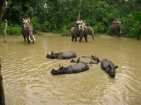 Chitwan Jungle Safari | Elephant Back Safari in Chitwan National Park