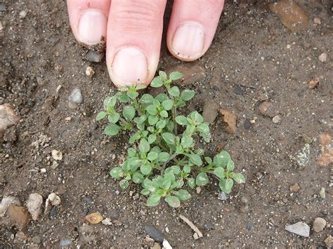 Common Chickweed - Ontario AppleIPM